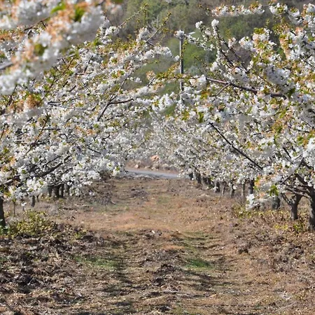 Spacious House With Private Pool Kitchen Villa